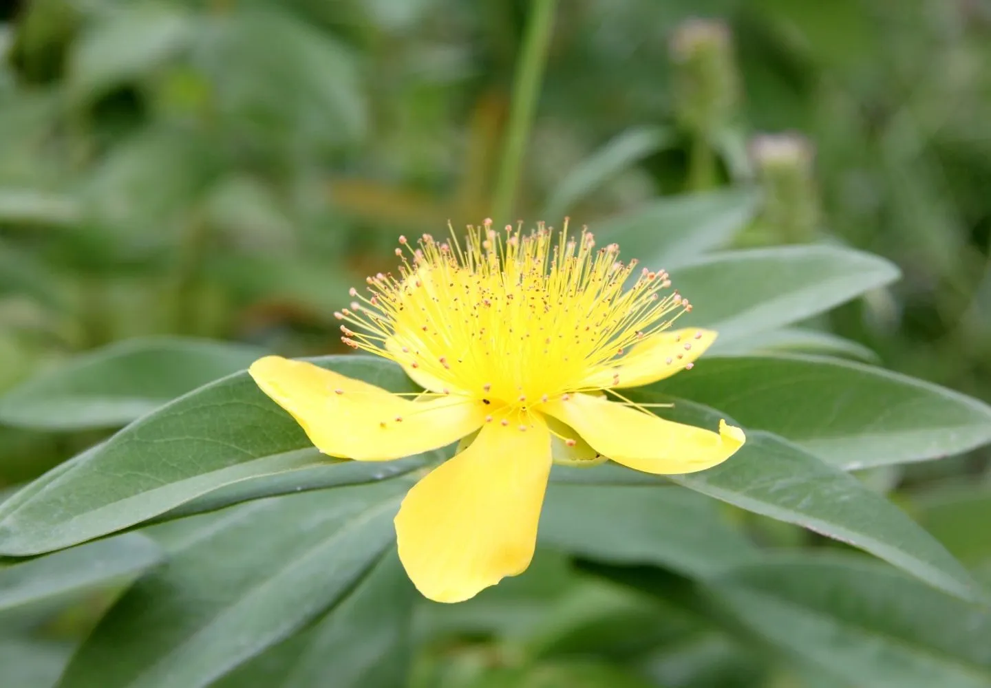 St. John's wort flowering