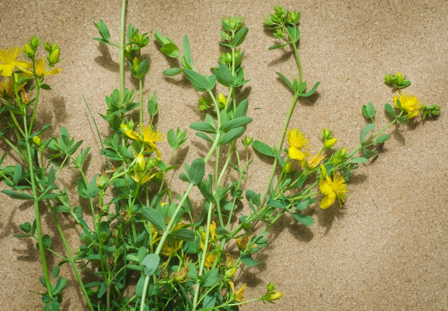 harvested st johns wort drying