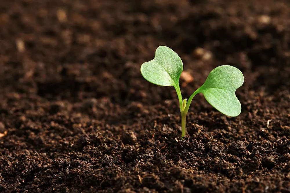 Sterile soil close-up