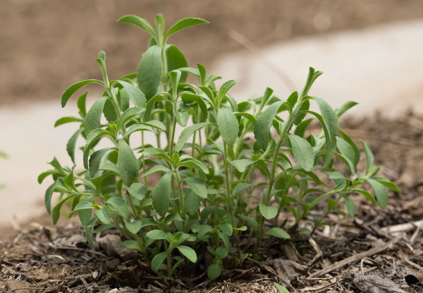 Stevia plant in dirt