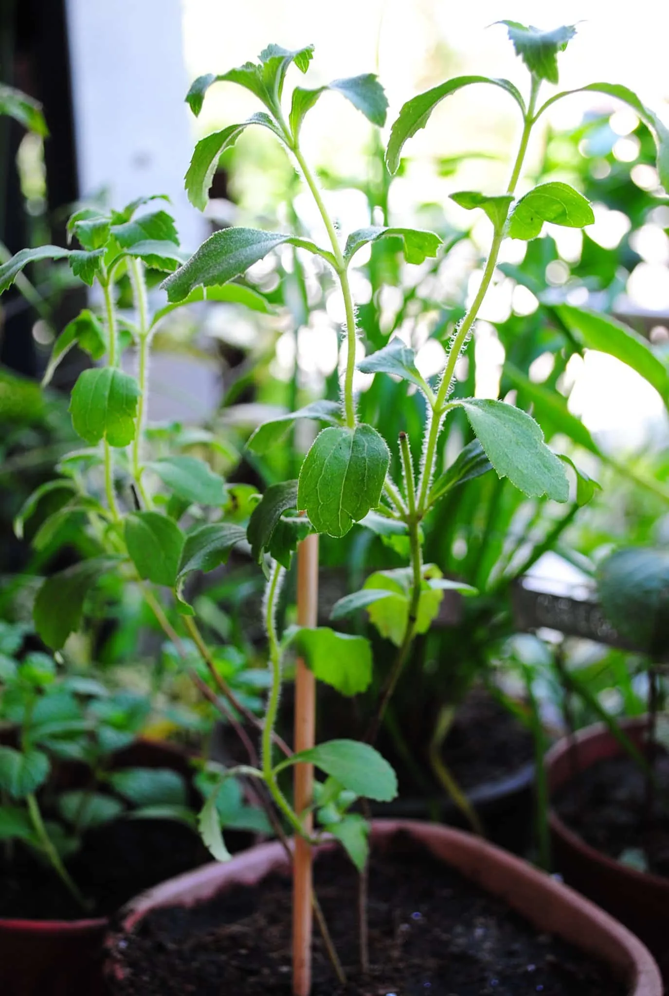 Stevia plant in pot
