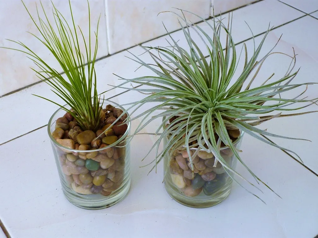 Succulents in glass pot