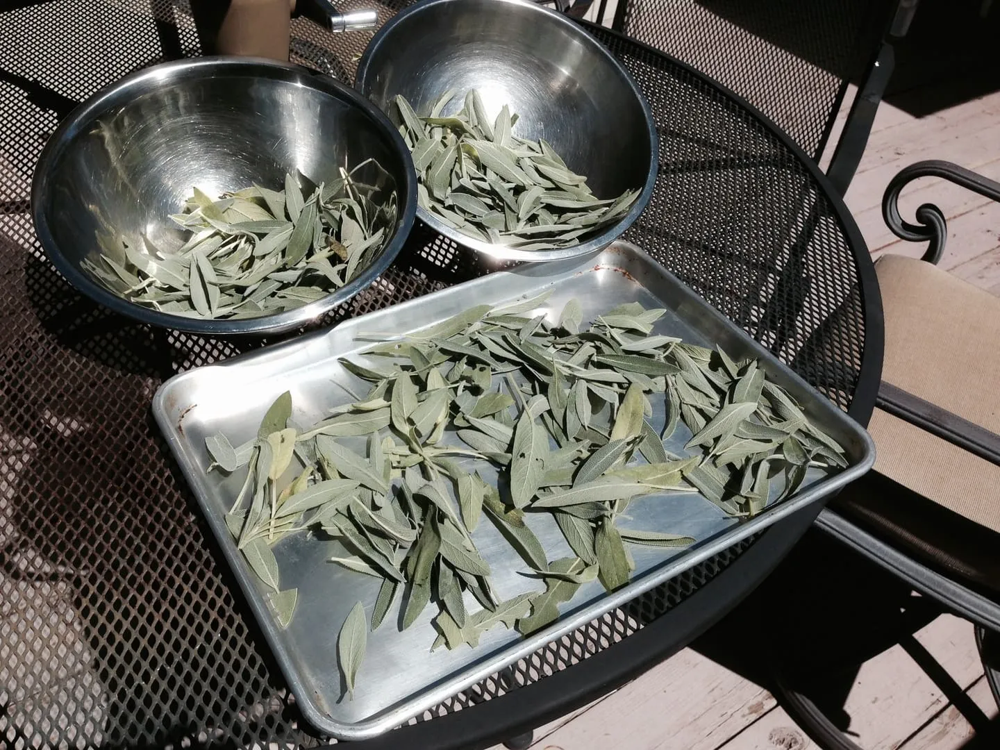sage drying in the sun for preservation