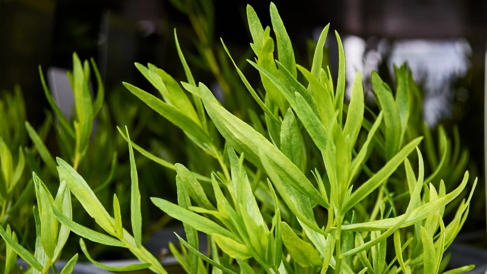Tarragon plant