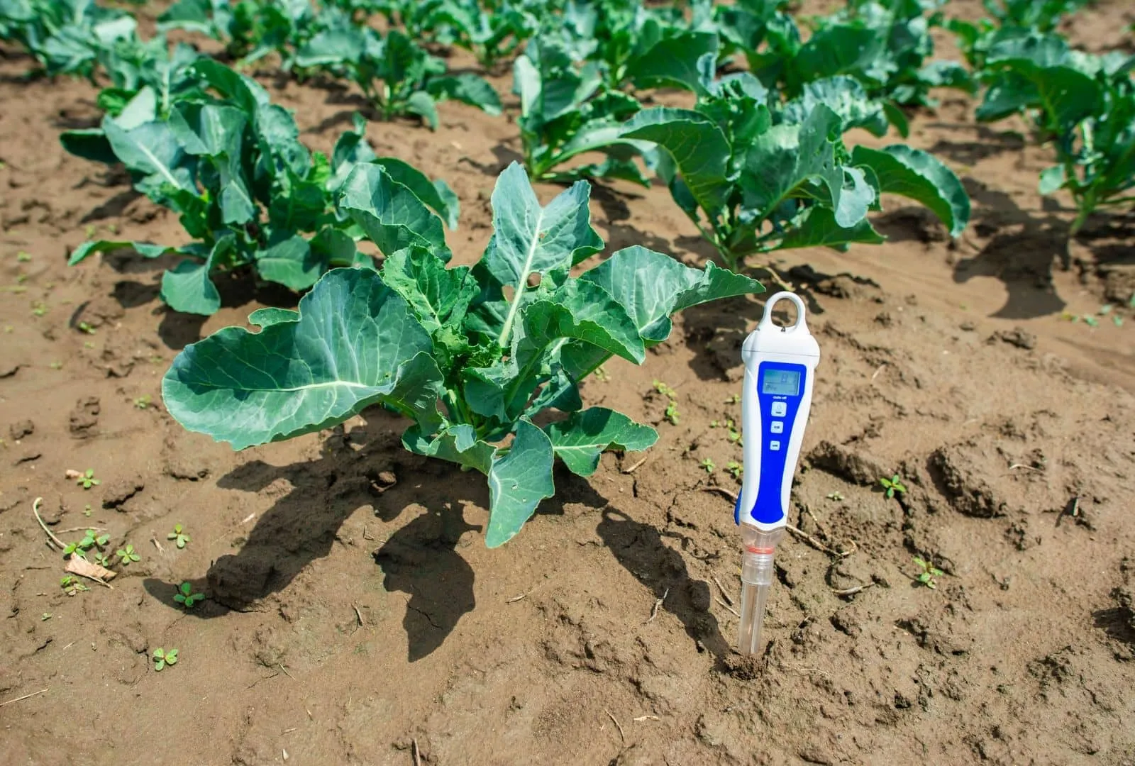 Testing ph of crop soil