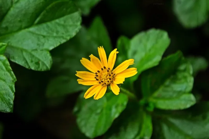 Toothache plant flowering