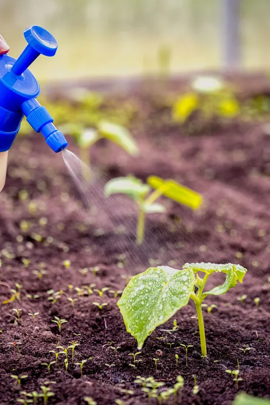 Top dressing a seedling plant with liquid fertilizer from the scatterer