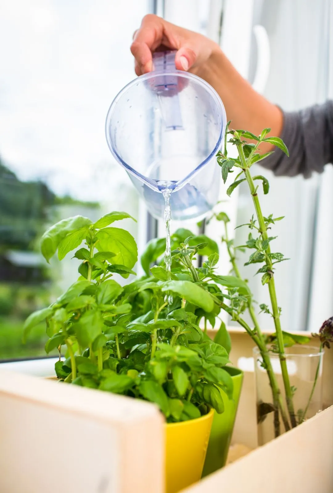 Watering herb in window sill