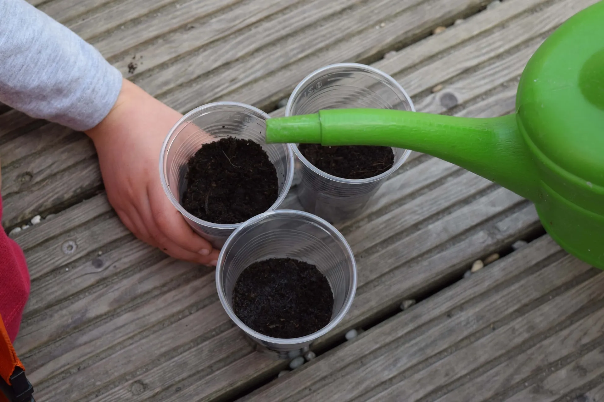 watering soil in cups