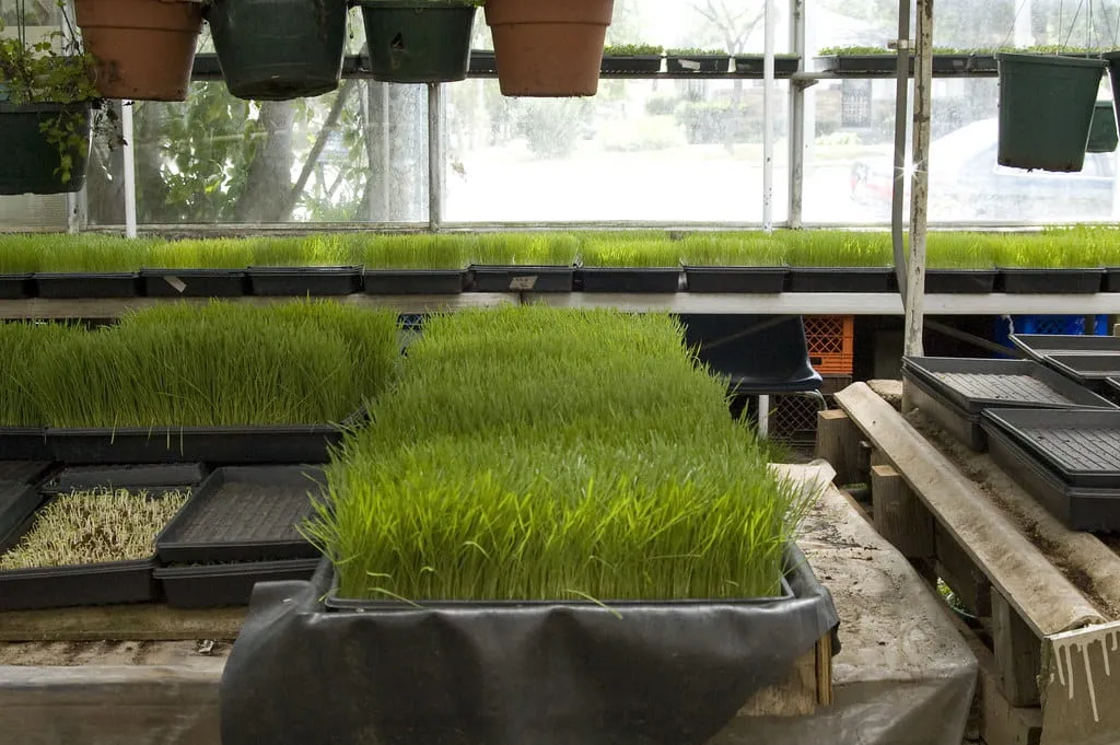 Wheatgrass growing in trays inside greenhouse