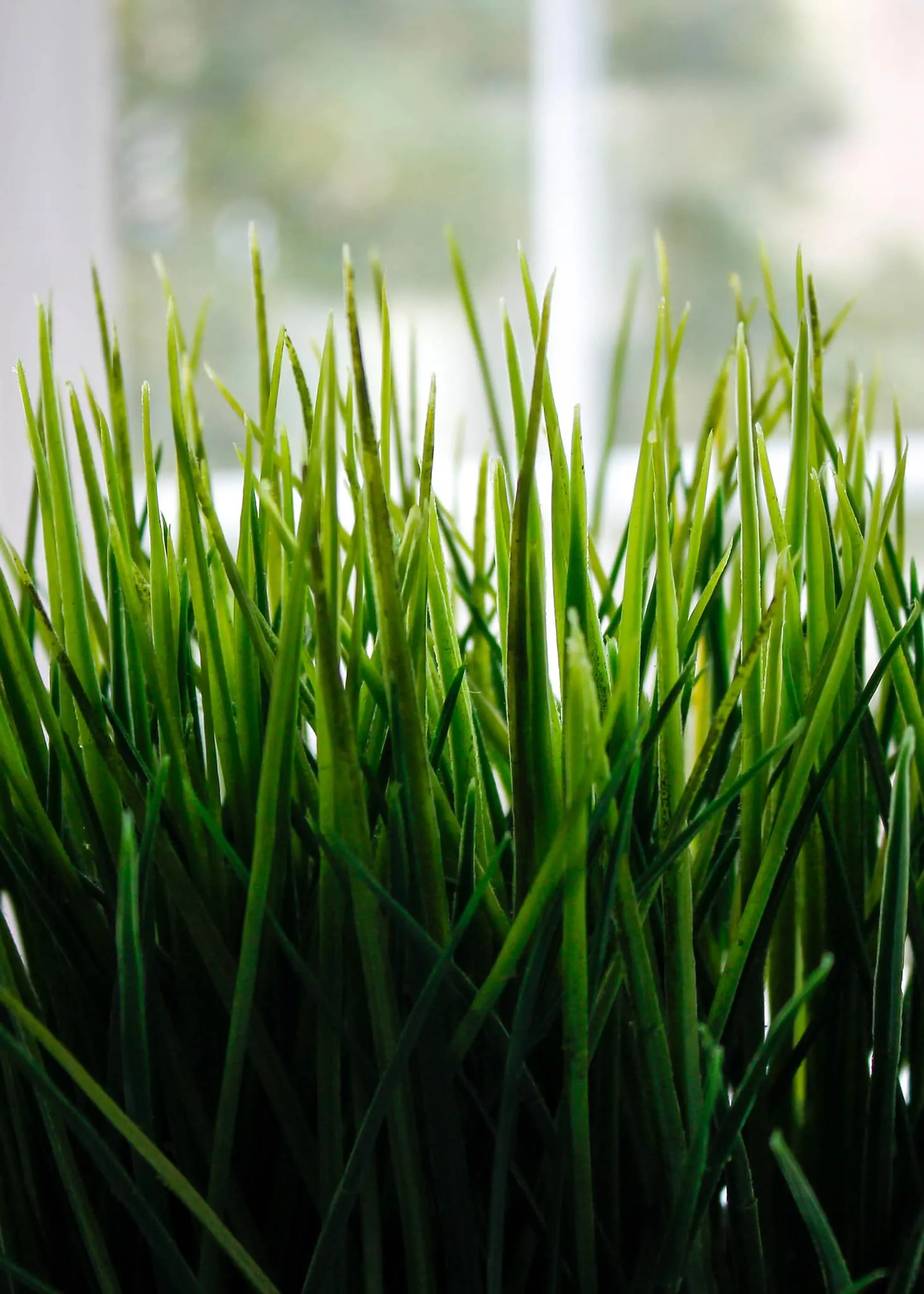 Close up of Wheatgrass plant growing inside