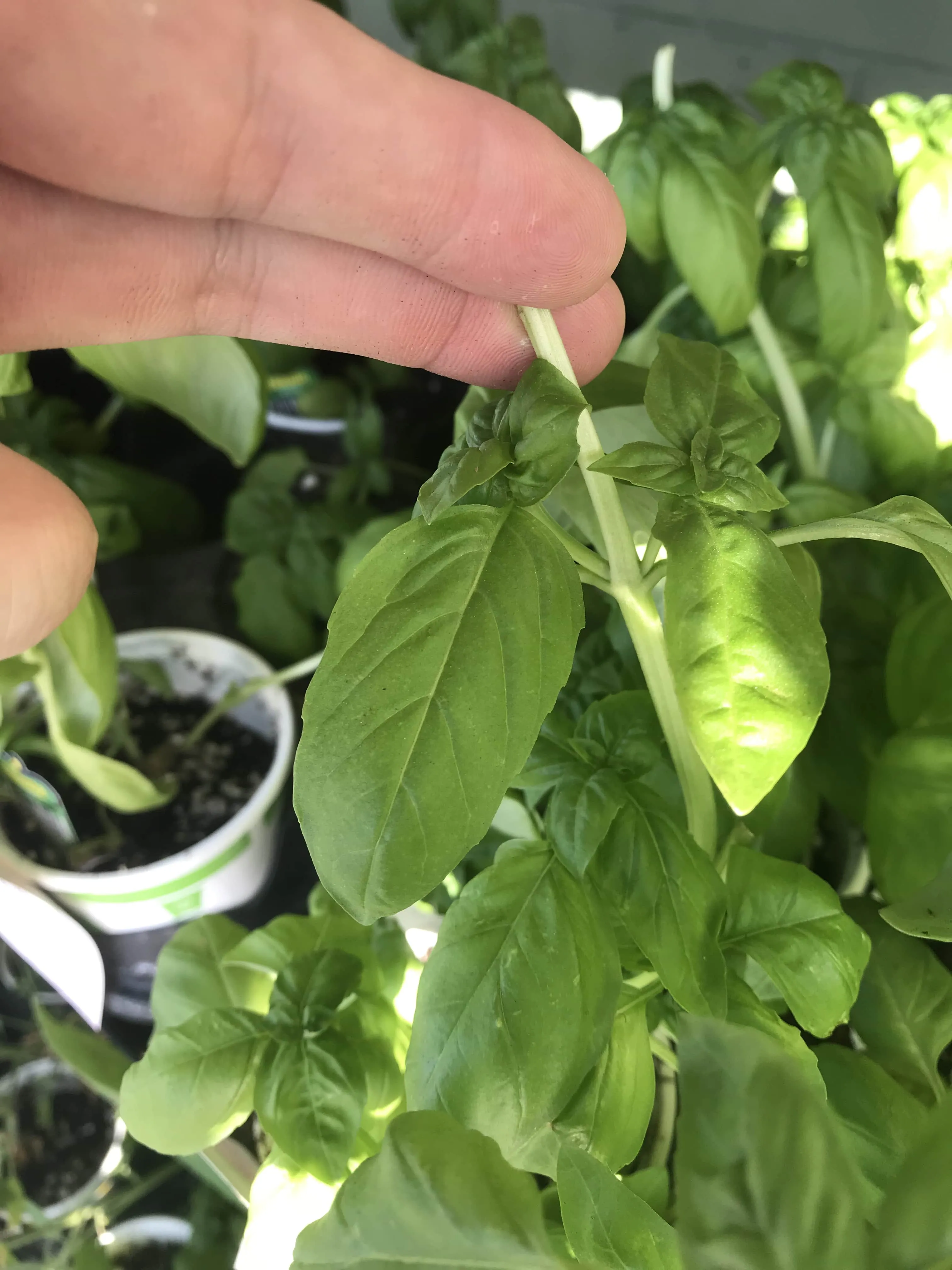 where to prune on a basil plant