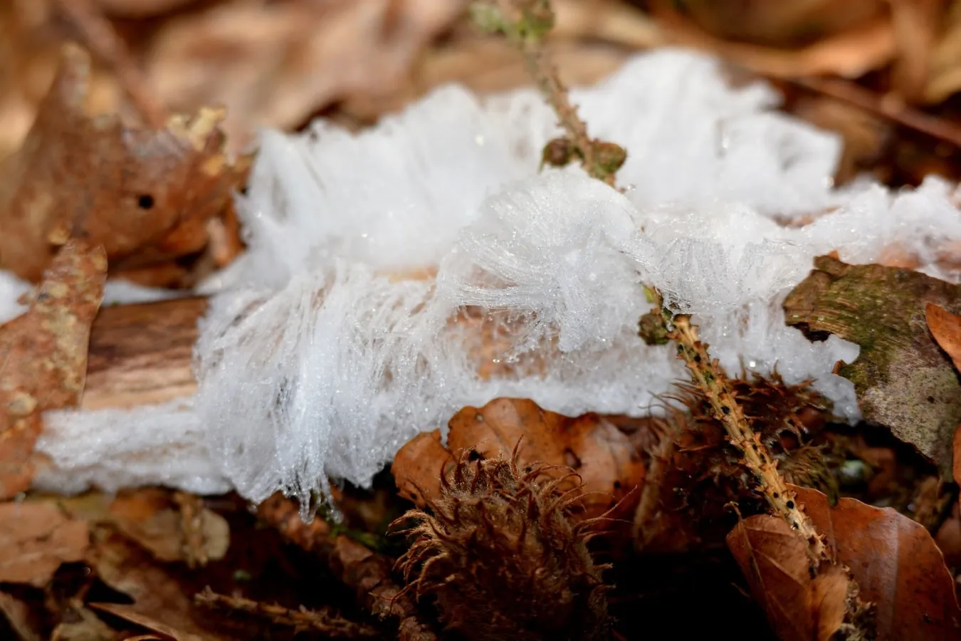 White fuzzy mold on soil