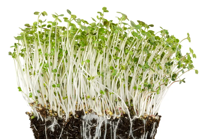 White mustard seedlings with moldy roots