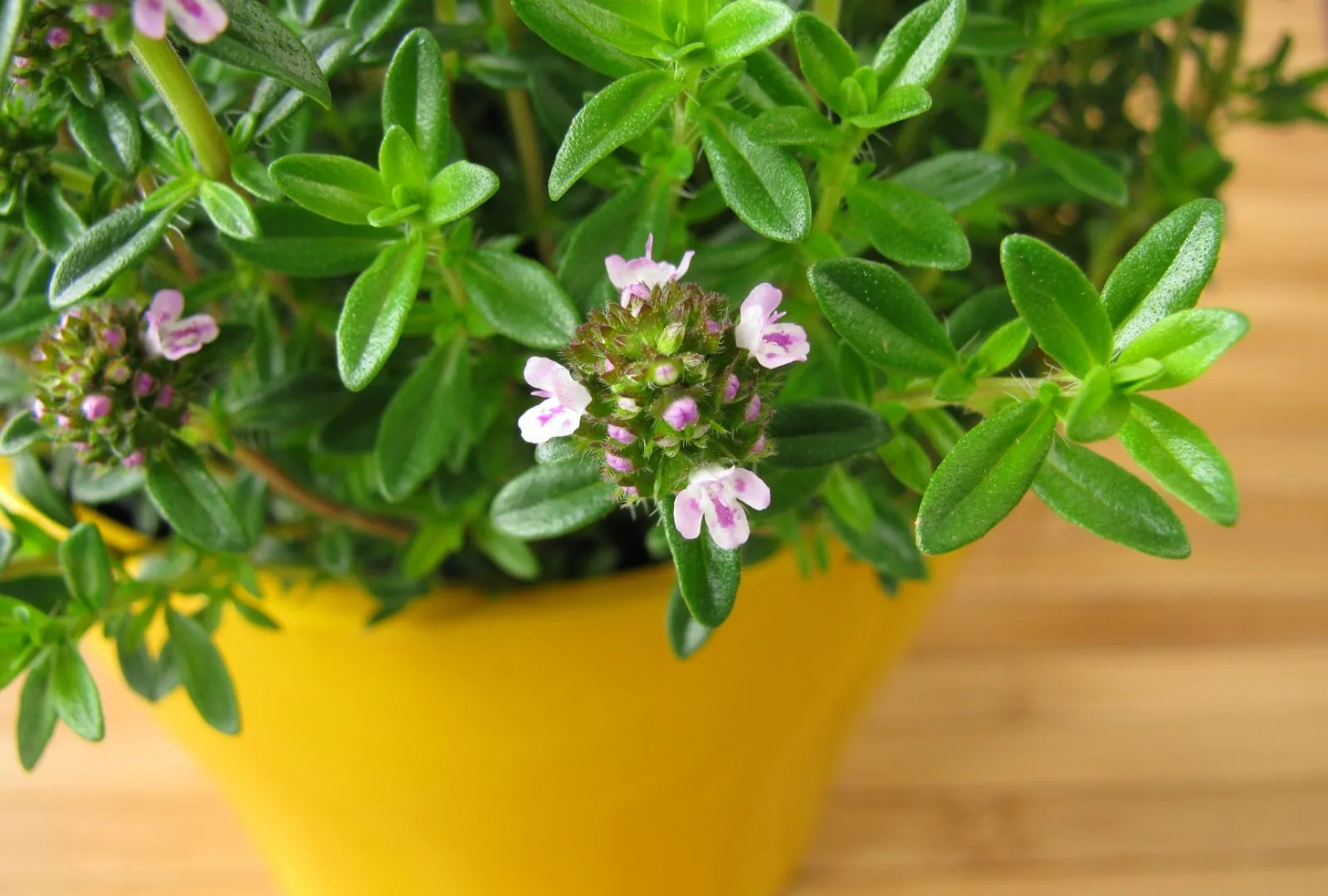 Winter savory blossoming in pot