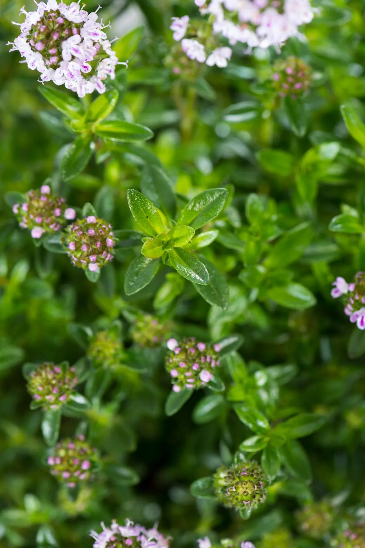 Winter savory flowering