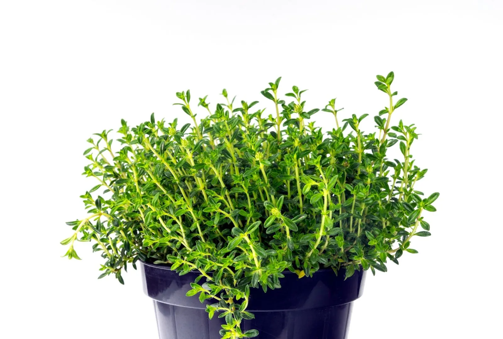 Winter savory growing in pot
