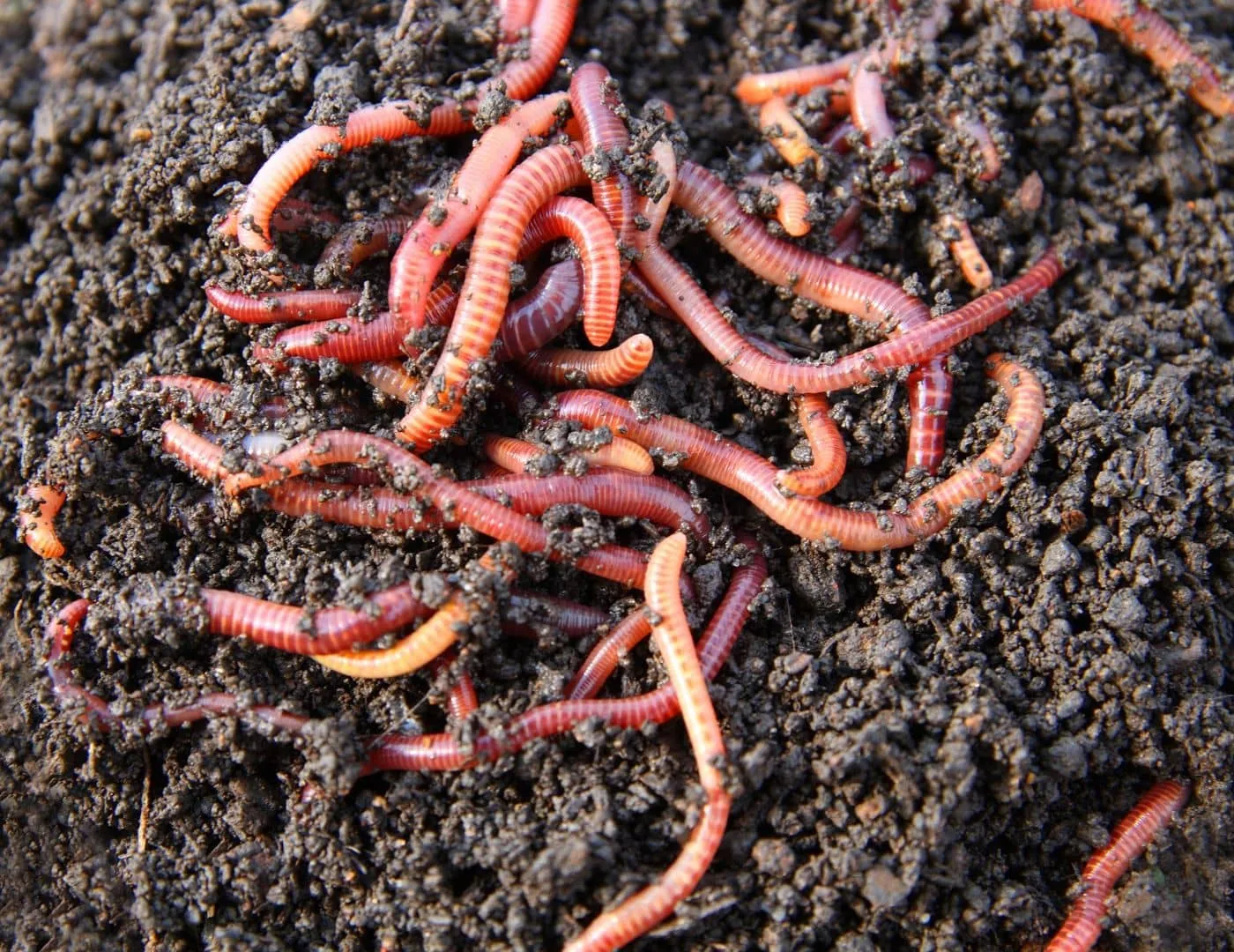 Worms in composted soil