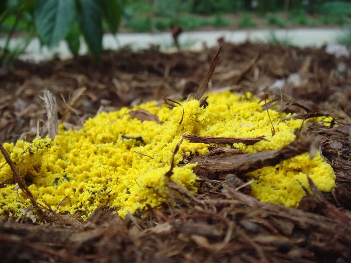 Yellow mold on mulch