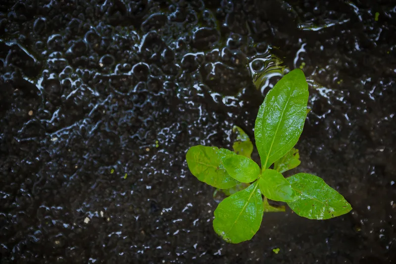 Young plant after watering