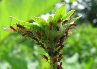 How to effectively treat and avoid indoor garden pests