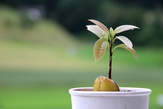 How to grow avocados indoors