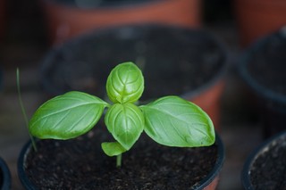 How to grow basil indoors