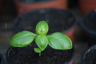 How to grow basil indoors beginner friendly