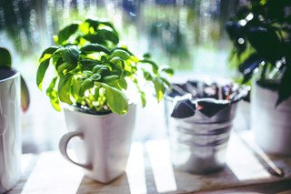 Your guide to the best indoor lighting for growing herbs