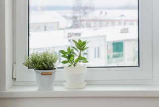 What you need to know to grow herbs indoors during winter
