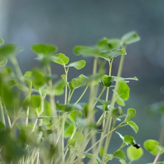 The beginner’s guide to start growing microgreens