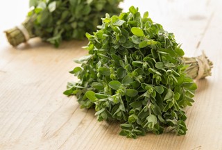 Everything you need to know about growing marjoram indoors