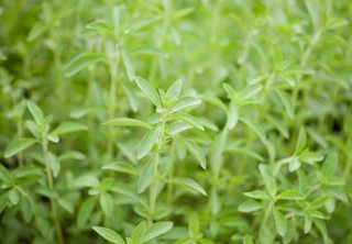 How to grow stevia indoors