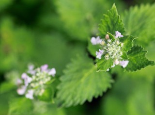 How to grow catnip: The complete guide
