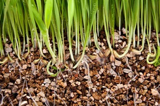 Vermiculite: Uses for growing plants, safety, and comparison to Perlite