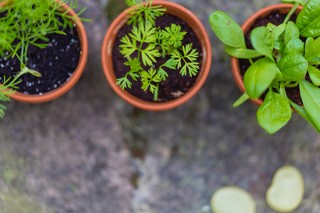 The 16 easiest herbs to grow indoors: a beginner's guide