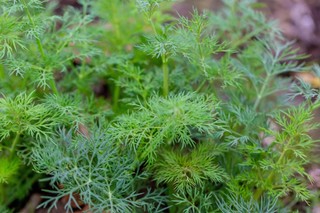 How to grow dill weed indoors