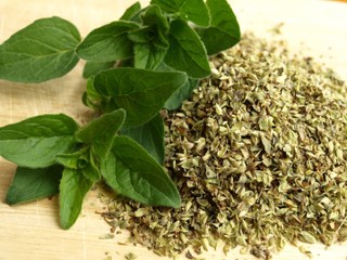 Growing oregano indoors: History, uses, and best growing conditions