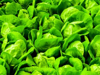 How to grow fresh lettuce indoors: 4 common types