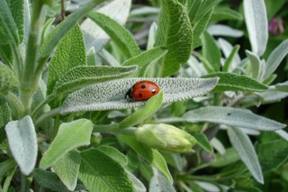 Grow sage indoors: Supplies, methods, and tips