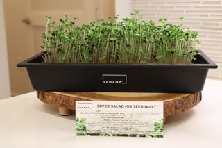 Hamama microgreen kit review: How it works and real grow results