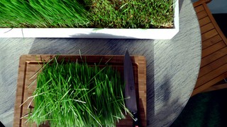 How to grow wheatgrass indoors: soil vs soilless