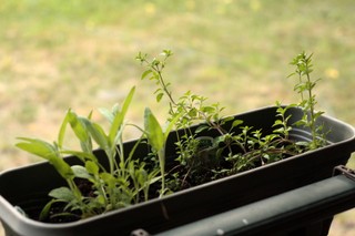 How to group indoor herbs together for the best results