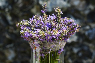 How to grow lavender indoors (beginner-friendly)