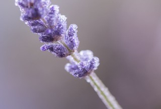 How to prepare herbs for winter so they don’t die