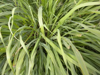 How to grow lemongrass indoors