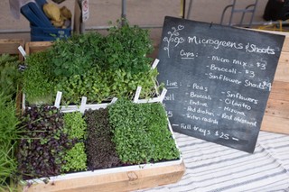 5 most flavorful microgreens you need to try today