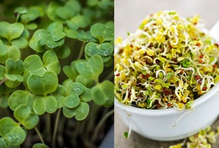 Microgreens vs. sprouts: Growing, uses, and benefits