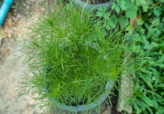 How to grow dill indoors
