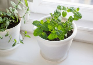 How to grow mint indoors